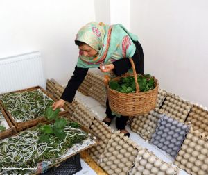 مشاغل-زنانه.jpg